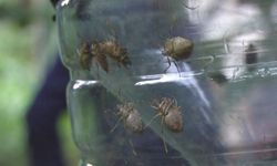 'Kahverengi kokarca böceği' istilası