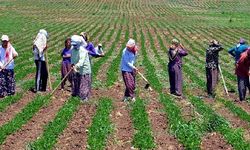 CHP'li Gürer: "Kadın çiftçilere yıpranma payı ve SGK prim desteği verilmeli"