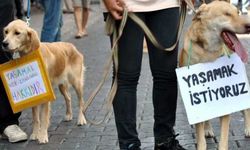 Köpeğe işkence eden kişiye 947 lira para cezası