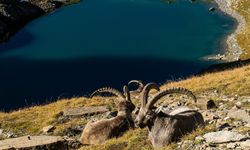 Antalya ve Isparta'daki 47 yaban keçisi av ihalesi iptal edildi
