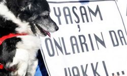 İstanbul'da bir köpek katledildi