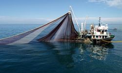 Ticari amaçlı hamsi avı yasağı 7 Şubat tarihine kadar uzatıldı