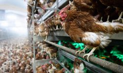 Danimarka'da kuş gribi nedeniyle 9 bin hayvan öldürülecek