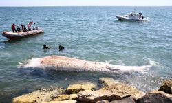 8 metrelik oluklu balina Mersin'de sahile vurdu