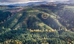 ABD'nin Oregon eyaletinde ağaçlardan 80 metre çapında gülen bir yüz oluşturuldu