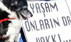 Yalova'da 7 köpek katledildi