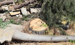 AKP'li belediye otopark için onlarca ağacı kesti