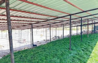 Adıyaman'da 13 ayda bine yakın sokakta yaşayan hayvan koruma altına alındı