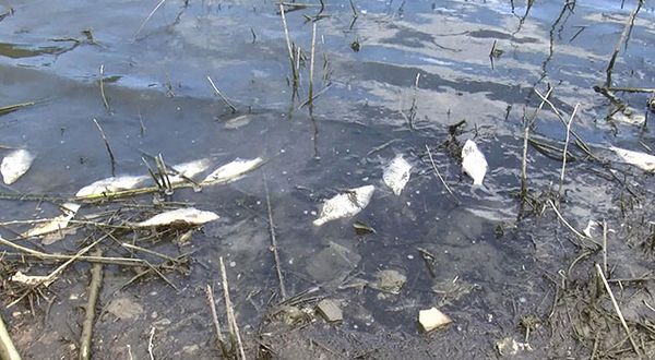 Alibeyköy Barajı'nda yaşanan balık ölümleri endişe yarattı