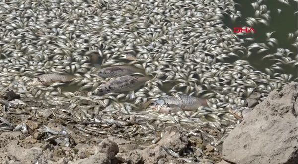 Konya May Barajı'nda balık ölümleri