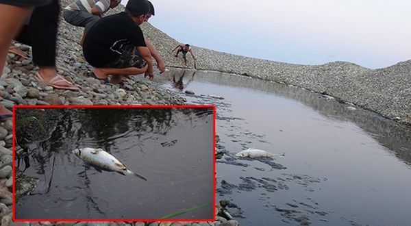 Bozyazı'da toplu balık ölümlerine inceleme