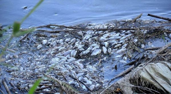 Gediz Nehri’nde balıklar ölüyor