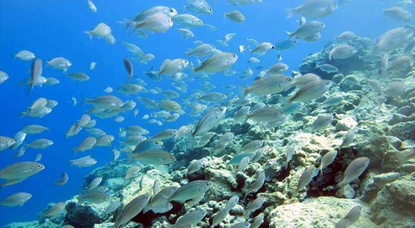 Yüzey suyu sıcaklığı artışı deniz canlılarını tehdit ediyor