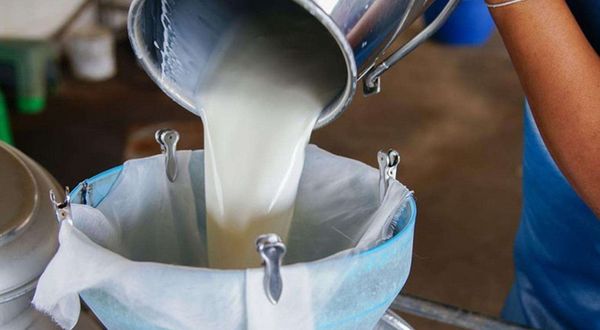 TÜİK açıkladı: İçme sütü üretiminde bir ayda yüzde 4,9 azalma