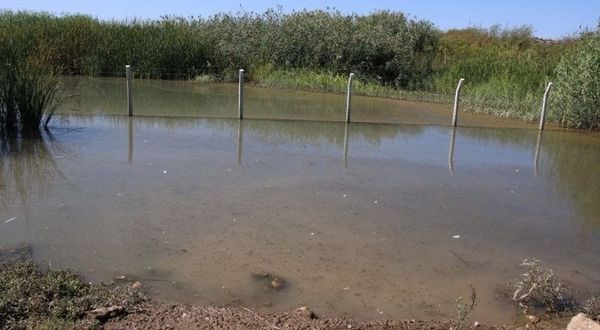 Suruç Ovası’nda 20 bin dönüm tarım arazisi sular altında kaldı