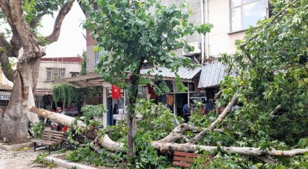 Manisa Akhisar'da şiddetli fırtına ağaçları devirdi