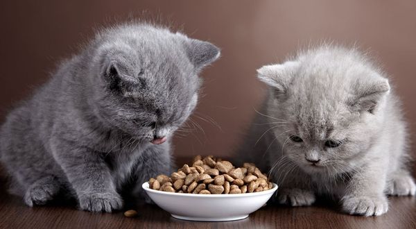 Kedi sahipleri dikkat: Bu mamaları kedinize yedirmeyin, zehir uyarısı yapıldı