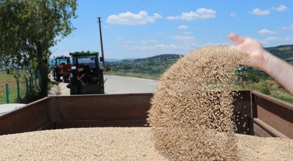 Kocaeli İzmit'te çiftçiye Nusrat cinsi buğday tohumu desteği