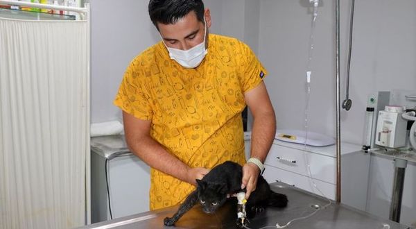 Edirne'de bir hafta içerisinde 3 kedi zehirlenerek öldürüldü