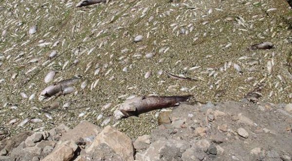 Büyük Menderes Nehri'nde fabrikaların kimyasal atıkları, binlerce balığın ölümüne neden oldu