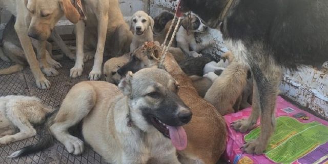 Diyarbakır'da kırsal araziye bırakılan 100'e yakın köpekten 10'u öldü