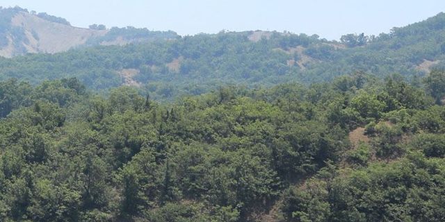 Bingöl'de ormanlık alanlara giriş yasaklandı