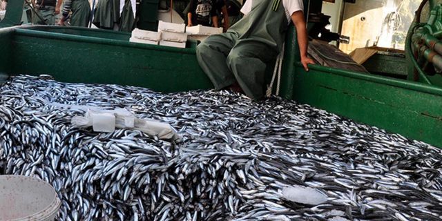 Bakanlıktan hamsi, istavrit ve sardalya gibi küçük pelajik balıklar için yasak kararı