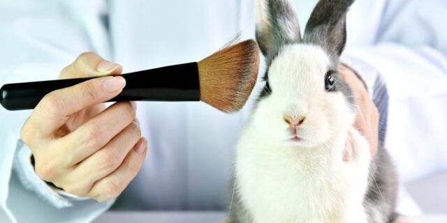 Meksika'da hayvanlar üzerinde yapılan kozmetik testler yasaklanıyor