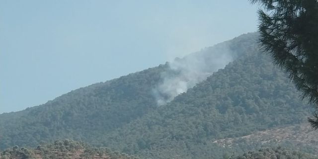 Muğla'nın Milas ilçesinde orman yangını: Müdahale ediliyor
