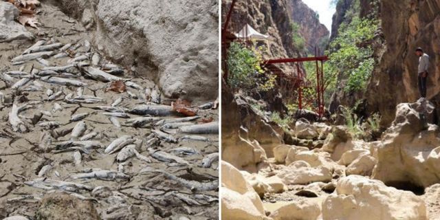 Denizli'deki Çal Kanyonu tamamen kurudu: Çok sayıda balık öldü