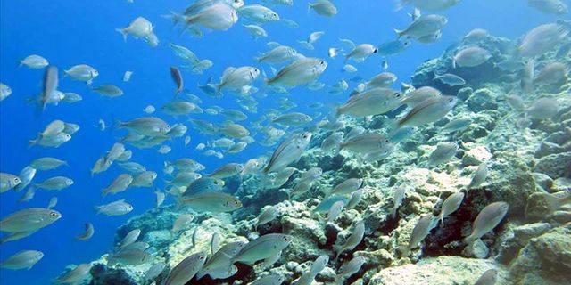 Yüzey suyu sıcaklığı artışı deniz canlılarını tehdit ediyor