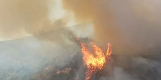 Milas'ta ormanlık ve zeytinlik alanda yangın