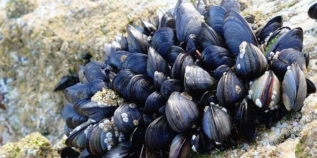 Marmara Denizi'nin temizlenmesi için 45 bin ton midye yetiştirilecek
