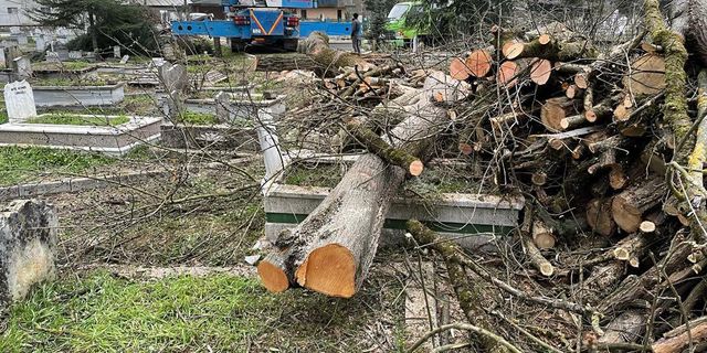 Düzce’deki ağaç katliamı ve mezar tahribatı Meclis’e taşındı
