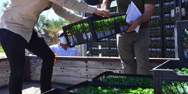 Ankara Büyükşehir Belediyesi yaklaşık 9,5 milyon sebze fidesini üreticilere dağıtmaya başladı