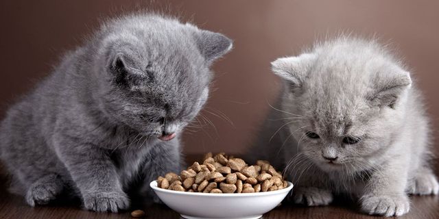 Kedi sahipleri dikkat: Bu mamaları kedinize yedirmeyin, zehir uyarısı yapıldı