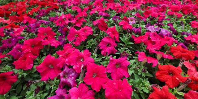 Yenimahalle Belediyesi kendi çiçeğini üretiyor