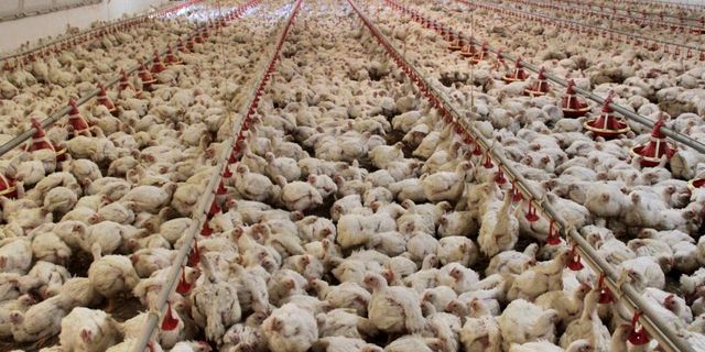 Afyonkarahisar ve Denizli'de kuş gribi alarmı