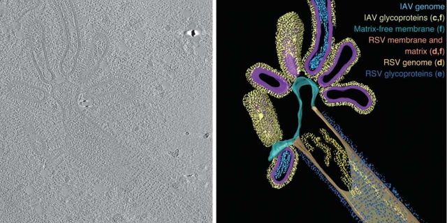 Bağışıklık sisteminden kaçan 'Truva atı etkili melez virüs' keşfedildi: Daha ağır hastalıklara yol açabilir
