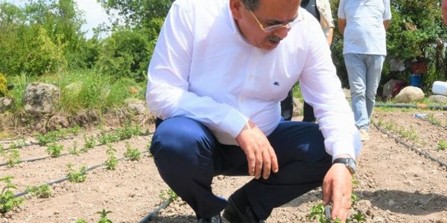 Samsun'da üreticilere sebze tohumu desteği
