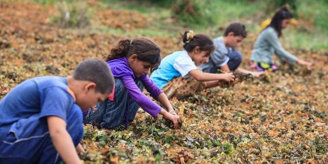 Utandıran veri: Türkiye'de her 5 çocuktan 1'i mutlak yoksullukla büyüyor