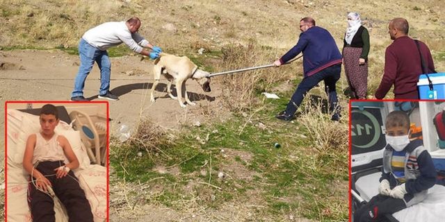 Bitlis'te 36 kuduz vakası: Köpek tarafından ısırılan çocuk ailesinden gizlemiş
