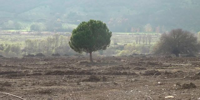 Amasya Çambükü köylüleri: Dikmek için fidan dağıtıyorsunuz, bizim 40 yıllık ağacımızı söküyorsunuz