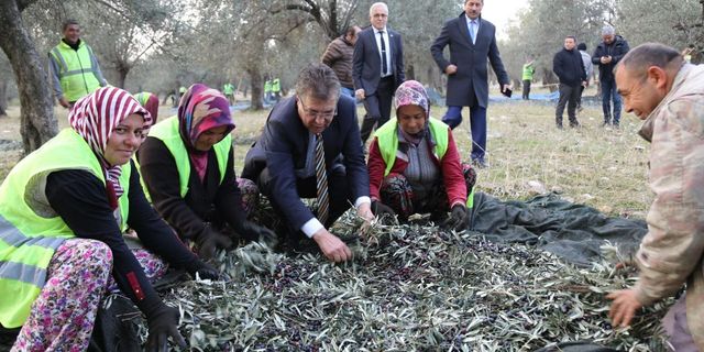 Edremit Belediyesi son zeytin hasadını yaptı