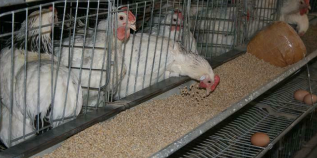 TÜİK: Kasım ayında  tavuk eti üretimi yüzde 6, yumurta üretimi de yüzde 1,7 azaldı