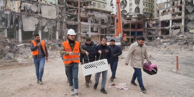 Diyarbakır'da 'ağır hasarlı' binadan kurtarılan kedi sayısı 8 oldu