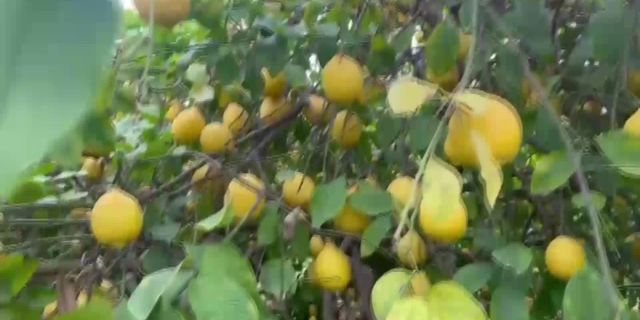 Mersinli limon üreticisi: limona ‘3 lira’ diyorlar, zaten maliyeti 5 lira