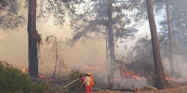 Antalya'daki orman yangını seralara da sıçradı