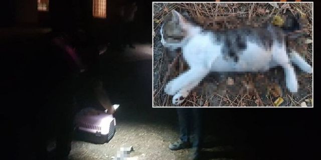 Cami bahçesindeki yavru kedi işkenceyle öldürüldü