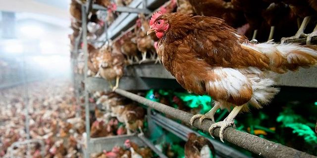 Japonya’da kuş gribi nedeniyle 83 bin tavuk itlaf edilecek
